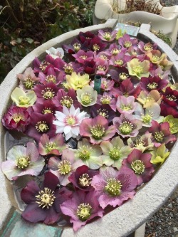 5-and-a-half-acres: Hellebore flowers, no two from the same plant.