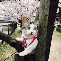 catsofinstagram:  From @munchkin.cat.purin: “The first cherry-blossom viewing” #catsofinstagram [source: http://ift.tt/2oVsuP4 ]