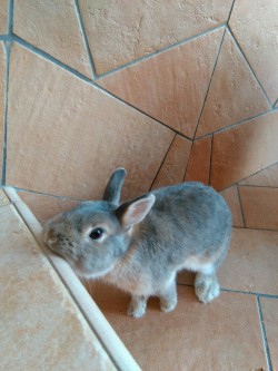 bony-the-bunny:This is mine!