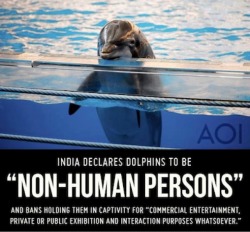 cumber-porn:  ideasphere:  Dolphins have been granted “non-human personhood” status by the government of India, making India the first nation in the world to recognize the unique intelligence and self-awareness of the cetacean order (a class of aquatic
