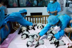 blazepress:  China’s ‘Panda Daycare’ Might Just Be the Cutest Place on EarthPanda daycare is real and it’s adorable.
