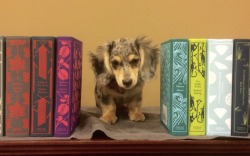 classicpenguin:  CUTENESS ALERT.  parnassusbooks has a new store pup, a dachshund named Mary Todd Lincoln, because history. Here she is posing with our Hardcover Classics!  Head to the Parnassus website for more irresistible pictures of their shopdogs