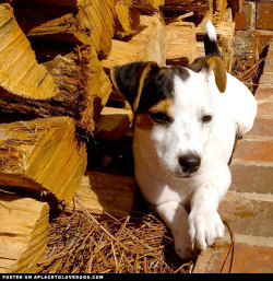 aplacetolovedogs:  Cute Jack Russell Isis taking a moment out of her busy day of playing to reflect Via @hexxxe_6 For more cute dogs and puppies