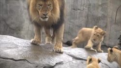cuteanimalspics:  Lion cub gets yelled at (Source: http://ift.tt/1SsY0MH)