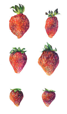 eatsleepdraw:  Six strawberries — http://nadianed.tumblr.com/ https://www.instagram.com/nadianed/
