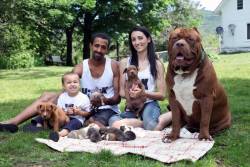 laylawknee:  awwww-cute:  Hulk, the world’s biggest pitbull is a proud father now (Source: http://ift.tt/1gUAwRv)  👏🏾🎉👍🏽❤️💯✔️:’))) 