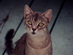 365filmsbyauroranocte: Grey Gardens (Ellen Hovde, Albert Maysles, David Maysles &amp; Muffie Meyer, 1975): cats