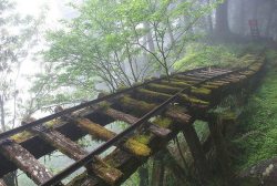 melon-kiddo:  diaphanee:  Abandoned Rail Bridge, Japan.  That’s the coolest thing ever!! It looks like a tropical roller coaster 