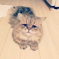 iwearadeathfrisbeenow:  gracehelbig:  buzzfeed:  This is Foo-Chan, the Japanese equivalent of Grumpy Cat. But instead of being grumpy, he just looks like he’s disappointed all of the time.   OH NO  &ldquo;I’m not grumpy, I’m just disappointed.&rdquo;