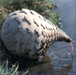 elegantpaws:  justineofqueens:  elegantpaws:  therandomlifeofafandomgirl:  dumbfricker:  pensiveprincess:  why is that pine cone drinking  that’s a pangolin! it is like an anteater with heavy armor! they live mostly in southeast asia and curl up into
