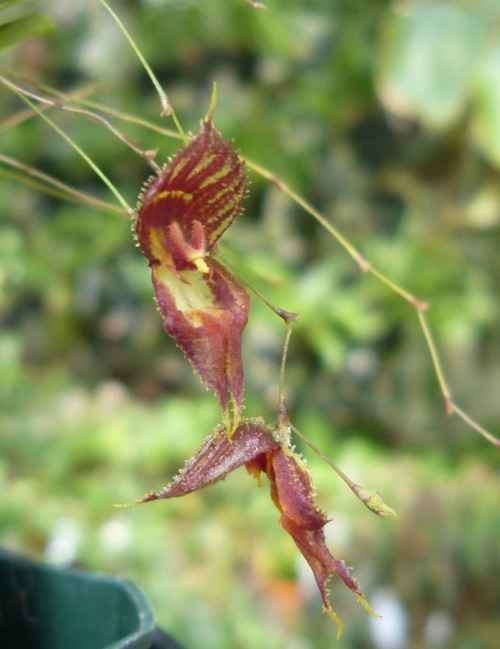 orchid-a-day:  Lepanthes nycterisMarch 30, 2022