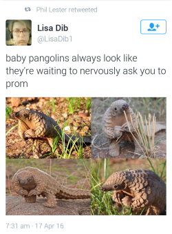 starsel:  sociallyawkwardphantasy:  Same  reblog if youd say yes   Pangolins are REALLY endangered because they are poached and sold to be eaten and have their scales sold in South/East Asian countries, so please support the effort to keep them safe from