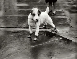 Harris &amp; Ewing - Rubbers for Rover, 1928. Peter Pan, wire-haired terrier pet of the personal secretary to President Coolidge and Mrs. Edward T. Clark, arrived at the White House today attired in &lsquo;flapper galoshes&rsquo;, Washington, D.C.