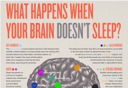 sixpenceee:  What Happens When Your Brain Doesn’t Sleep?(Source)