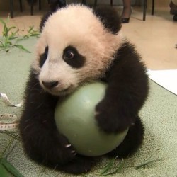 Mineeee&hellip; #panda #cute #instagood #likeforlike #pandabear #asians #likes #funny #pandas #pandaexpress #instapandacool #bestoftheday follow for more awesome posts  Bonafidepanda.com
