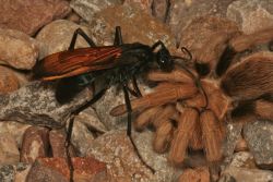 fangirls-are-cool:  thatscienceguy:  So, You’re scared of spiders? Ever heard of a Tarantula Hawk Wasp? In the picture this wasp is dragging the paralyzed spider down into a hole where a wasp egg will be implanted into its body. When the egg hatches the