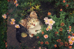 magical-meow:  In the flowers by ZoranPhoto ~ Happy Caturday  