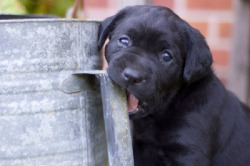 babyanimalposts:  feeling down? you need this baby animal blog in your life!