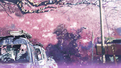laceratedhart:    5 centimeters per second - cherry blossoms