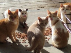 an-actual-dragon:  dragon-dicks-are-neat:  caturdaytimes:  They have no idea.  :3 :v :3 :3 :3  What a wierd cat 