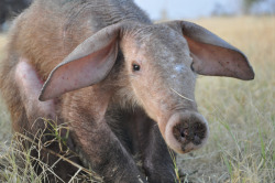 consolation:  edge-of-existence-edge:  The term “aardvark” comes from the Afrikaans meaning “earth pig” or “ground pig”.  It has also been colloquially called “African ant bear” or “Cape anteater”.  In reality, however, it is