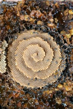 Native Bee Spiral Brood Comb and Honey Comb There are around 10 species of social bees in Australia. They live in colonies and have no stings. Of these few social bees there are just a couple that produce and store honey that can be extracted.