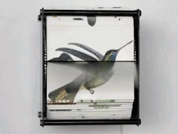 itscolossal:  Bird Flipbook Machines by Juan Fontanive (gifs via) 