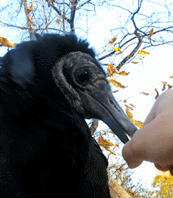 mintthebird: draconym:  Upchuck the black vulture (Chuck for short). Happy Halloween!   Vultures are very important to the environment and have a pretty good sense of smell for a bird and deserve thanks if not your love 