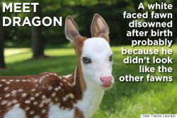 huffingtonpost:  White-Faced Fawn Rejected By Mother At Birth Is Given Happy Home At Animal FarmAn abandoned baby deer is finding a fairytale ending on a Michigan farm.A rare white-faced fawn has found a loving home at a Michigan animal farm after being