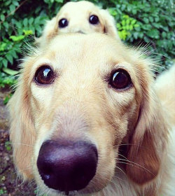 theperksofbeingliley:  gyppygirl2021:  awesome-picz:  Dogs With Their Cute Mini-Mes  A bunch of precious, proud parents.  highandwet good morning :) 