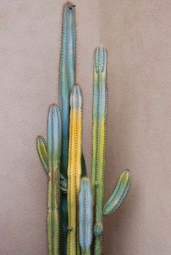 Cactus feelings