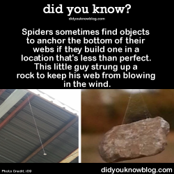 did-you-kno:  Spiders sometimes find objects to anchor the bottom of their webs if they build one in a location that’s less than perfect. This little guy strung up a rock to keep his web from blowing in the wind.  Source