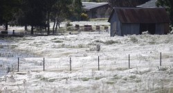 This town in Australia is covered with spiderwebs&hellip;