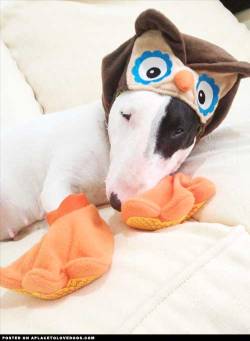 aplacetolovedogs:  Cute Bull Terrier puppy Ankara, with an owl costume for Halloween 2012 Submitted by Mauricio V Original Article