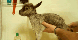 chemistryruleus:  sectumseverus19:  p0king-sm0t:  dolly-kitten:  SCRUB DUB DUB GOAT IN A TUB  How can you not reblog a soapy baby goat  Goats make me laugh because when they make goat noises their tongue goes out.   Beeeeeeeeeeeeeee🎶