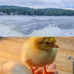 Another tough day at work holding a newborn chick and enjoying a boat ride 🐥🚤 #photography  (at Lake Hopatcong, New Jersey)