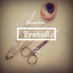 Today in Biology we dissected a cows eyeball. That is all&hellip; #yum #instafood #cool#pretty #art#school#biology#delish #hsclife #