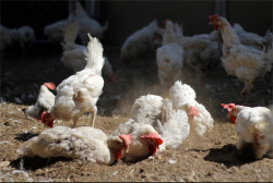 animalplace:  For two years, these hens have desperately wanted to dust-bathe and sun-bathe. During those years, they were thwarted by human greed and wire metal cages. Now liberated, they do not need to re-learn so much as re-connect to what it means