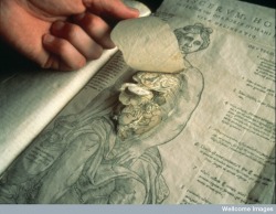Anatomical fugitive sheet 1566
