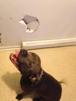 aeon-fux:  firedanceryote:  kinkyeviscerator:  cosplaymutt:  So my step brothers dog came down the stairs too fast and ran into the wall because he was excited….   WHAT A PERFECT BABY  To be fair I’ve done this too  he did nothing wrong  