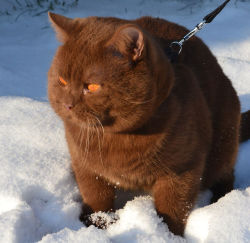 missisanfi:Choco Cat in all his British Shorthaired Majesty