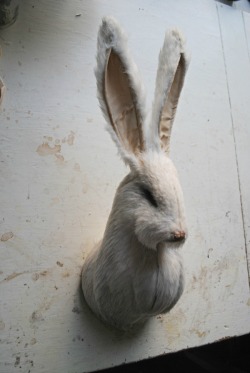 ohmisterfinch:  Wall hare By Mister Finch……….made with fake fur.x 