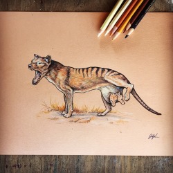 zoologyillustration: Thylacine aka Tasmanian Tiger 