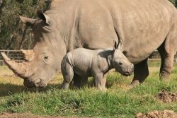 theanimalblog:  White Rhino Calf
