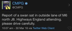 elodieunderglass: saxifraga-x-urbium:  themostradicalthing:  mirandaskye:  mirandaskye:  mirandaskye:  In case you thought Hot Fuzz was exaggerating about the swans…  People were taking photos of the swan and it gives zero fucks in lane 3 of the M6