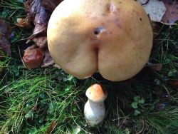 congenitalprogramming:rootandrock:I am reblogging this because of totally mature, grown-up, scientific reasons. I am a mature adult. I am not giggling.  everyone knows I reblog mushrooms all the time