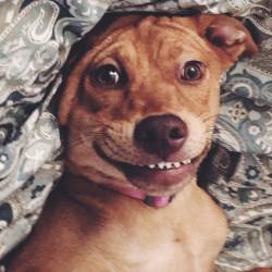 I have no words to describe my dog 🎅🏿🎅🏿🎅🏿 #dogsofinstagram #ripley #vscocam