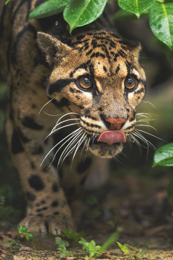thelavishsociety:  Clouded Leopard by Colin Langford | LVSH