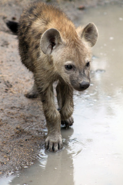 thepredatorblog:  Young spotted hyena (by flowcomm)