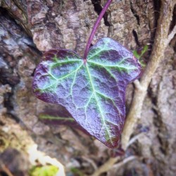 farfromthetrees:  Some people look for four-leaf clovers or for unusual rocks. When I go to the woods I enjoy looking for the “perfect” leaf of Ivy. I look at the colours, the size of the leaf, the symmetry of the vessels, if it appears healthy and